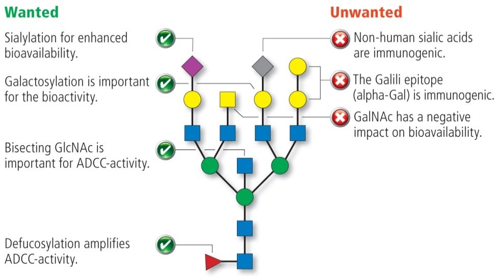 Infographic showing wanted and unwanted glycan structures of host cell lines