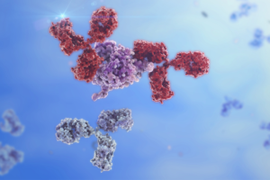 Antibodies bind a protein during development binding assays