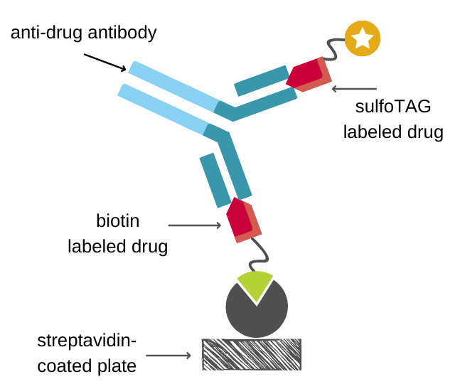 Schematic representation of ECLIA used for immunogenicity testing