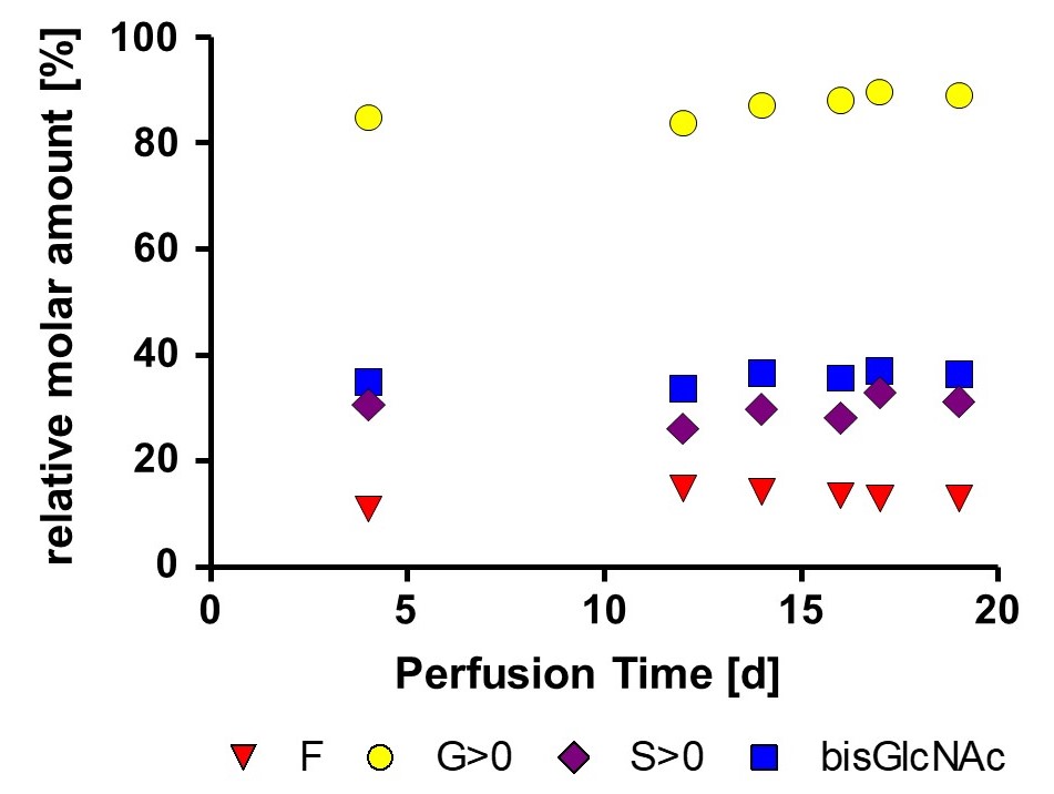 Graphic Glycan profil stability of low fucosylated mAb produced in perfusion process