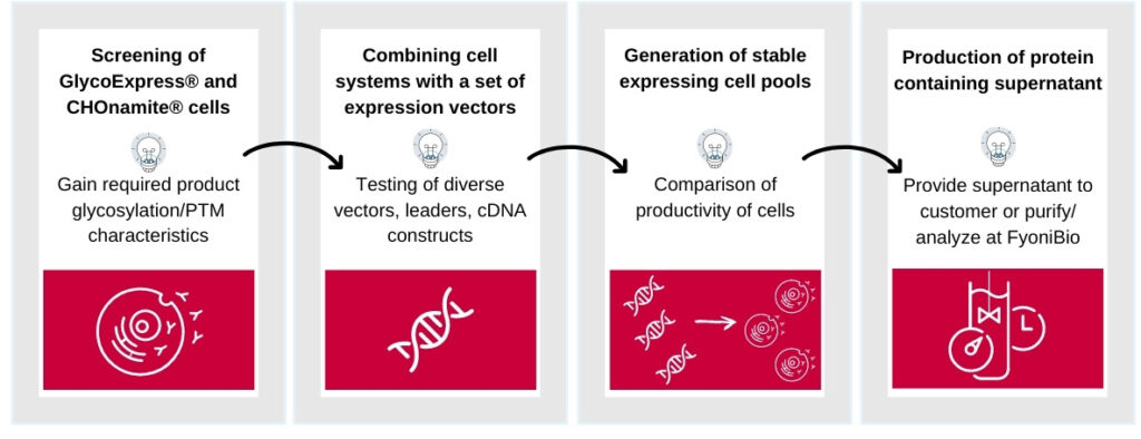 Infographic showing the 4 steps of a host cell feasibility study: host cell line screening, testing of diverse expression vectors, generation of stable host cell pools and production of protein containing supernatant.