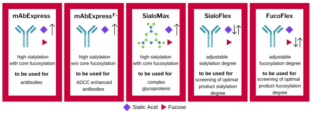 Infographic of the GlycoExpress host cell toolbox applied for FyoniBio's human cell line service.