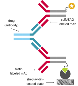 ECLIA scheme showing antibody drug capture by biotinylated antibody 1 and detection by sTAG-labeled antibody 2