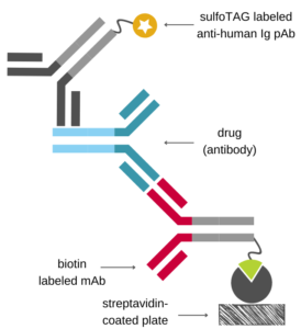 ECLIA scheme showing antibody drug capture by biotinylated antibody and detection by sTAG-labeled anti-Fc antibody