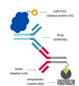 ECLIA scheme showing antibody drug capture by biotinylated antibody and detection by sTAG-labeled protein A/G