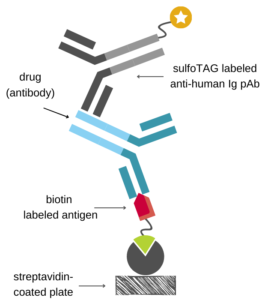 ECLIA scheme showing antibody drug capture by biotinylated antigen and detection by sTAG-labeled anti-Fc antibody