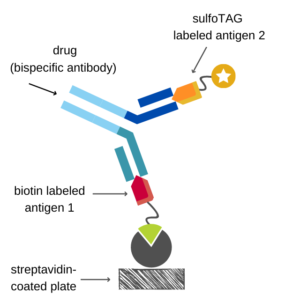 ECLIA scheme for bispecific drug showing drug capture by antigen 1 and detection by sTAG-labeled antigen 2