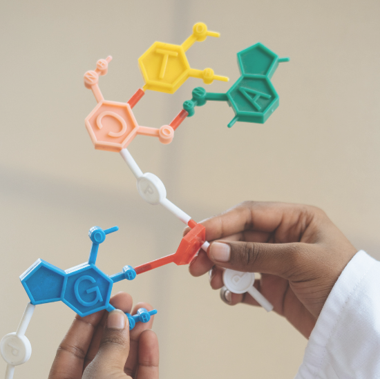 Scientist demonstrating model of nucleotide structure which can be analysed by mass spectrometry.